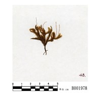 藏品(東亞摺葉苔)的圖片